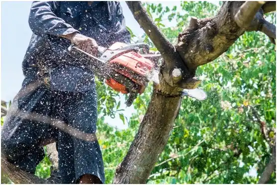 tree services Balsam Lake